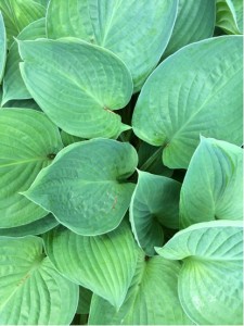 Hosta1