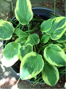 Hosta2